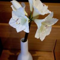 Фотографии отеля Катюша