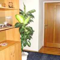 Фотографии отеля Guest House on Nevsky