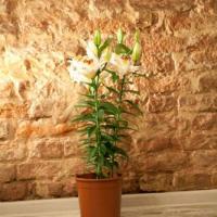 Фотографии отеля Rock Star Hostel