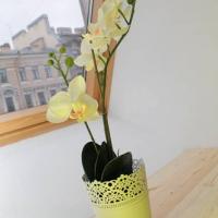 Hotel photos SuperHostel Nevsky 117