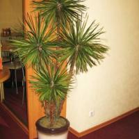 Fotos del hotel Альтбург